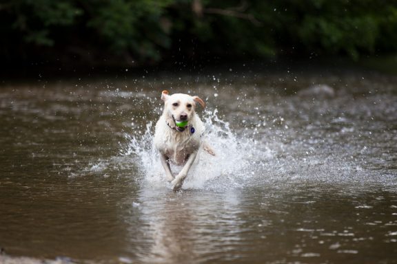 A dog running through water, splashing while chasing a green ball.
