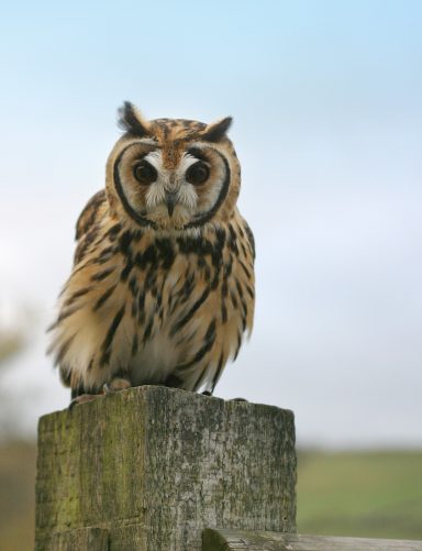 A long-eared owl perched on a wooden post, with a blurred natural background.