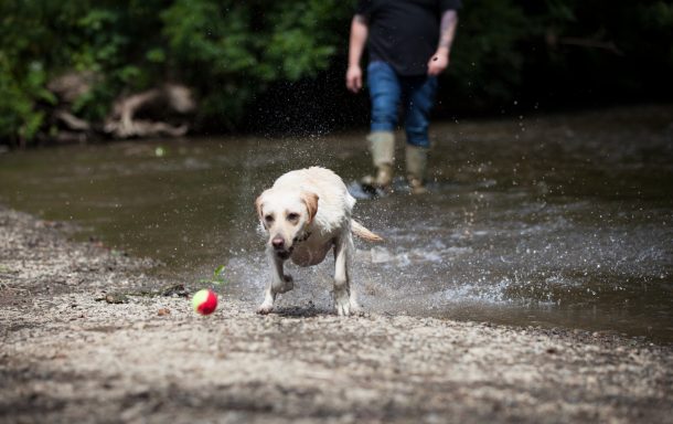 A dog runs through shallow water towards a red ball while a person stands nearby.
