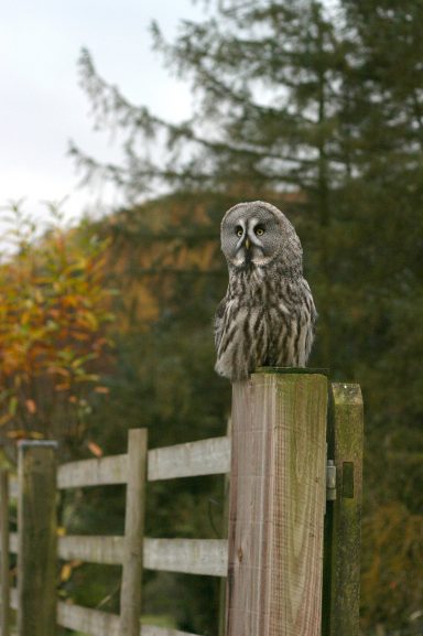 A grey owl perched on a wooden post, surrounded by autumn foliage and trees.