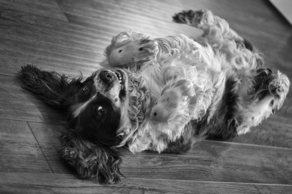A playful dog lying on its back on a wooden floor.