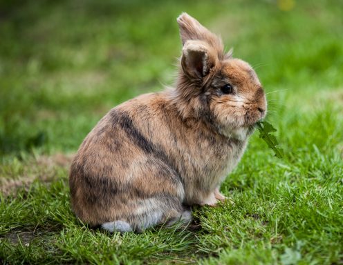 Brown and tan rabbit sitting on green grass, nibbling on a leaf.