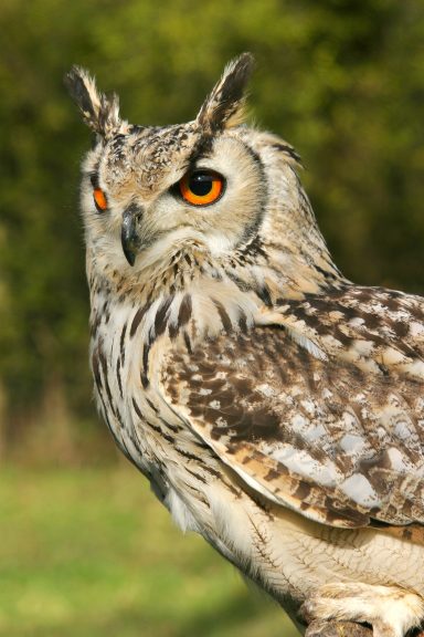 Close-up of an owl with striking orange eyes and detailed feather patterns.