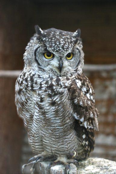 A close-up of a spotted owl with piercing yellow eyes and intricate feather patterns.