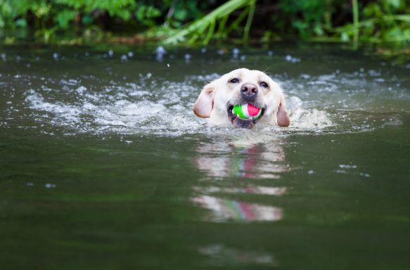 Labrador retriever swimming in water, carrying a green ball in its mouth.