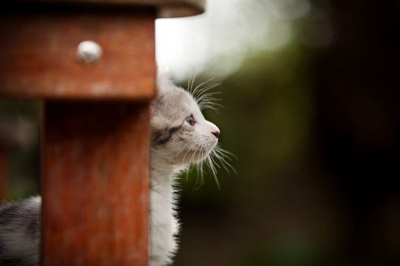 A side profile of a curious kitten peering around a wooden post.
