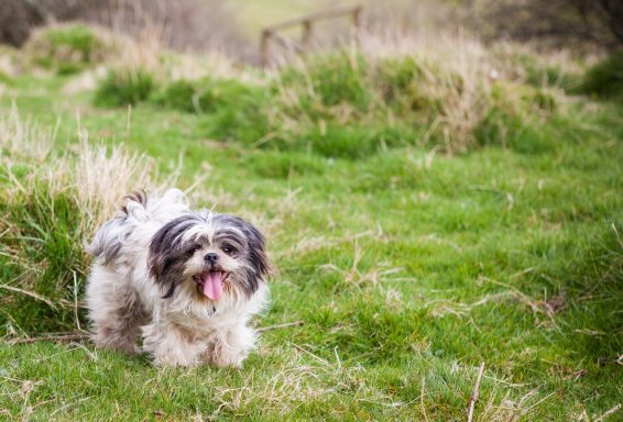 A small, fluffy dog with a happy expression stands in a grassy field.