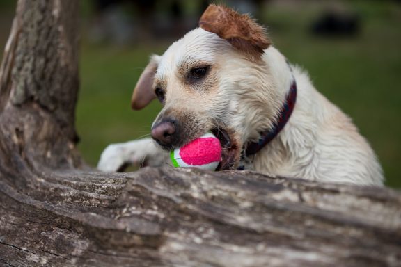 A playful dog chewing on a pink ball near a tree trunk.