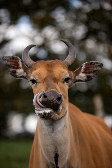 A close-up of a cow with prominent horns and a visible tongue.
