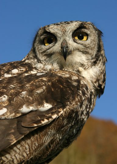 Close-up of a tawny owl with striking yellow eyes and detailed feather patterns.