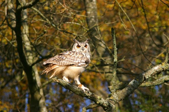 A brown owl perched on a tree branch, surrounded by autumn foliage.