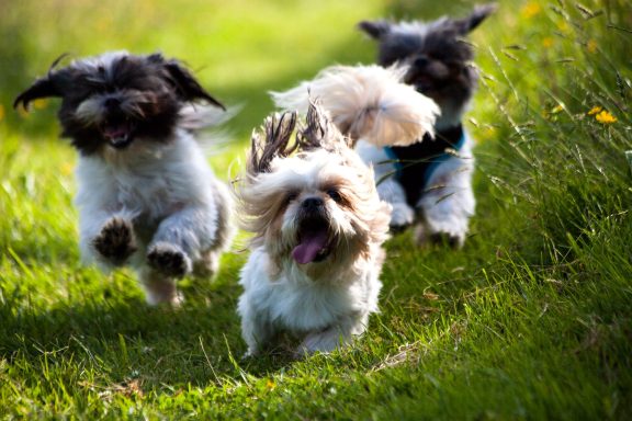 Three playful dogs running through lush green grass with flowers in the background.