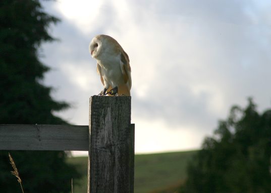 A barn owl perched on a wooden post against a cloudy sky.