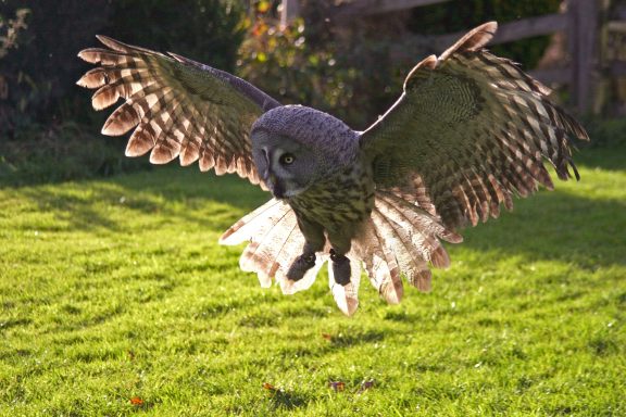 Grey owl flying above green grass with wings spread wide.