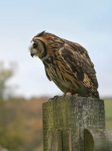 A tawny owl perched on a wooden post, facing right against a blurred background.