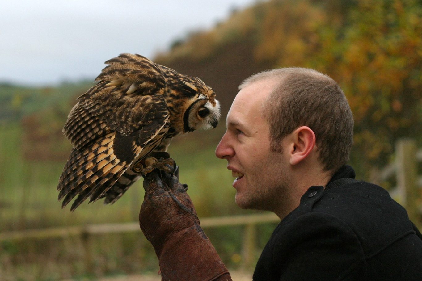 A man with a bald head is face-to-face with an owl perched on his glove.