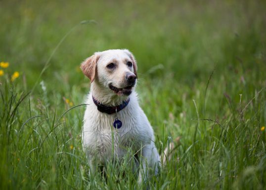 A white Labrador sitting in a grassy field with yellow flowers.